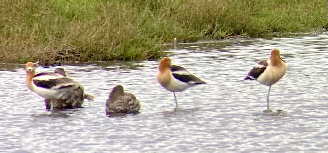 Avoceta Americana - ML619998440