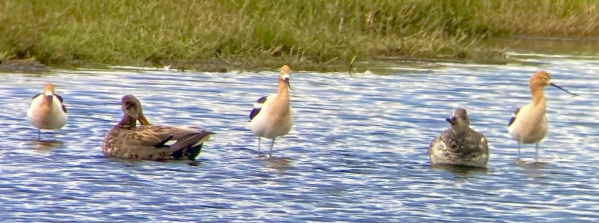 American Avocet - ML619998442