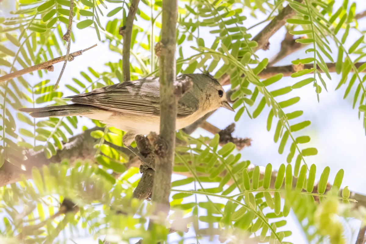 Lucy's Warbler - ML619998443