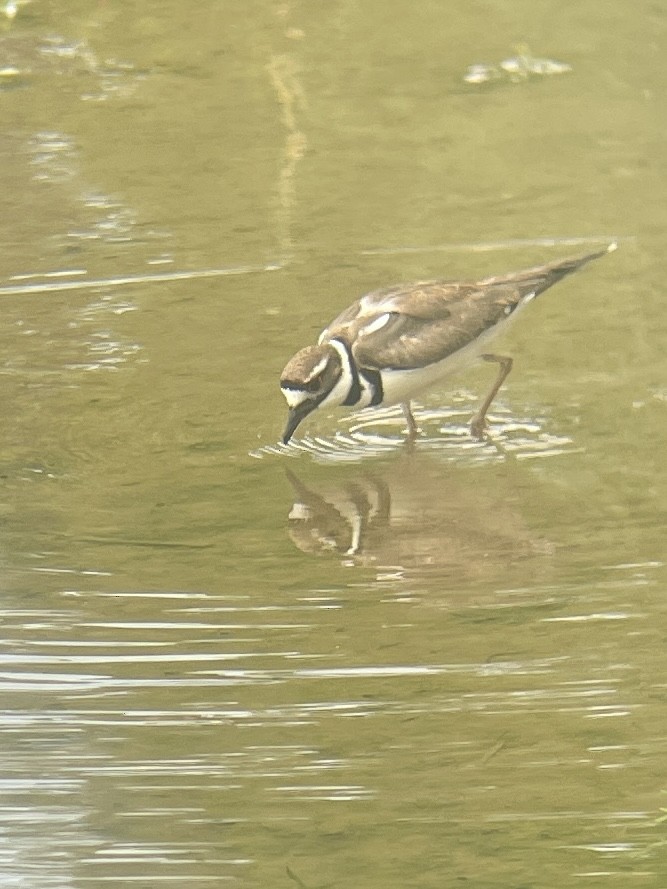 Killdeer - ML619998453