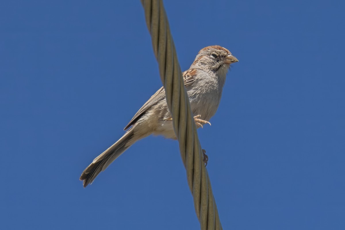 Rufous-winged Sparrow - ML619998458