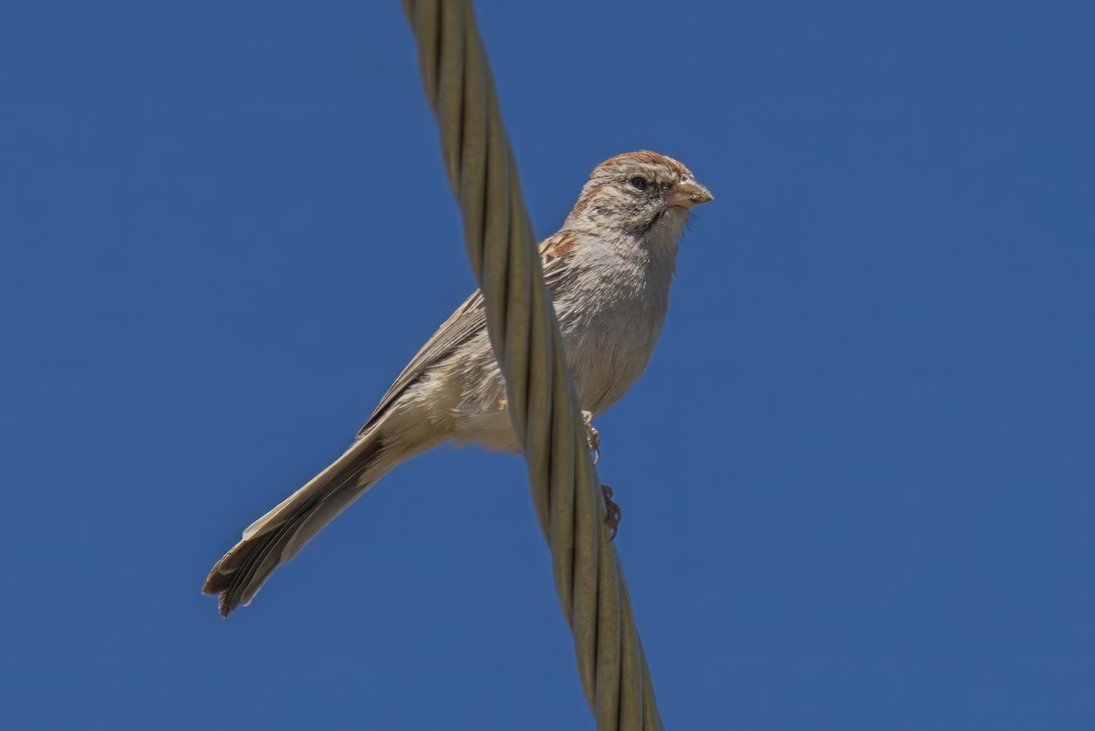 Rufous-winged Sparrow - ML619998462