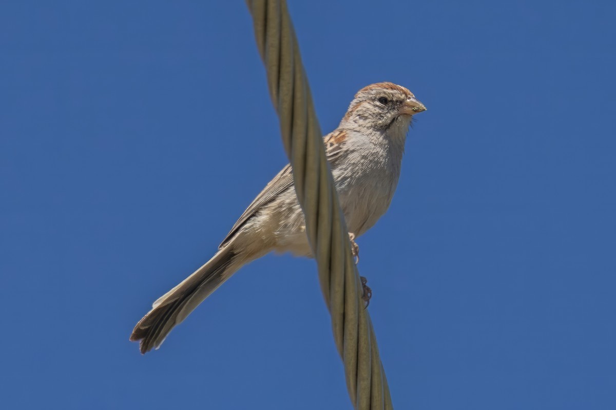 Rufous-winged Sparrow - ML619998464