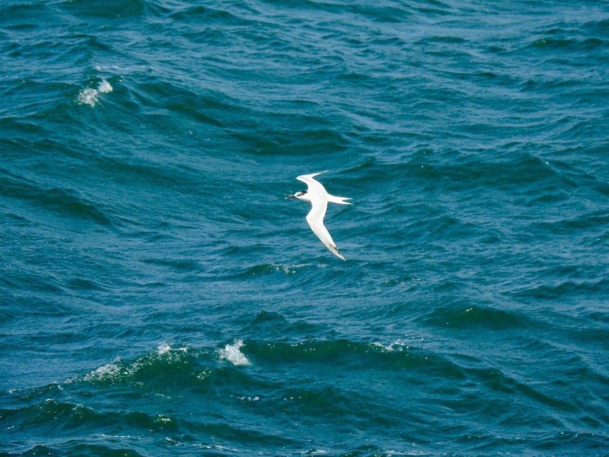 Sandwich Tern (Eurasian) - ML619998465