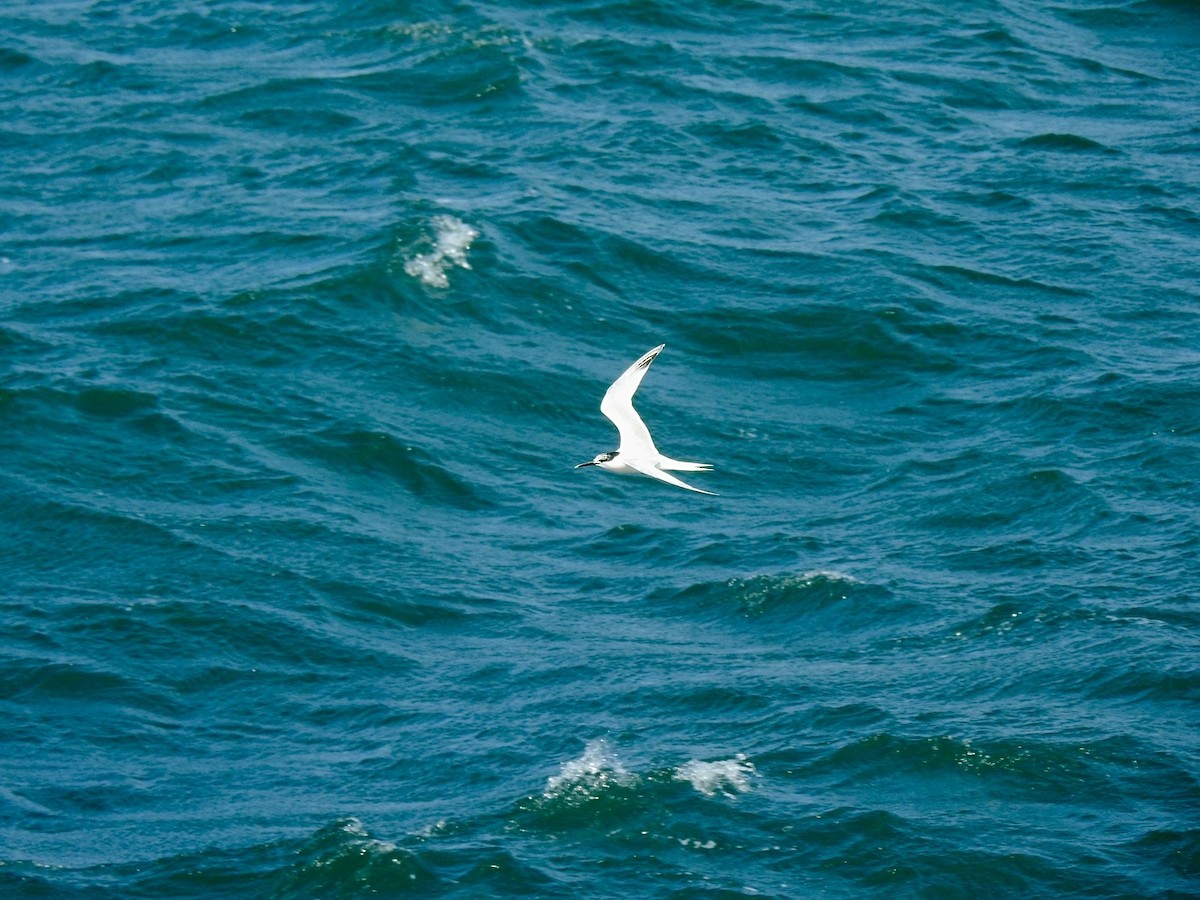 白嘴端燕鷗(sandvicensis) - ML619998466
