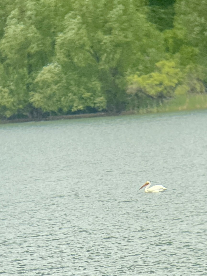 American White Pelican - ML619998467