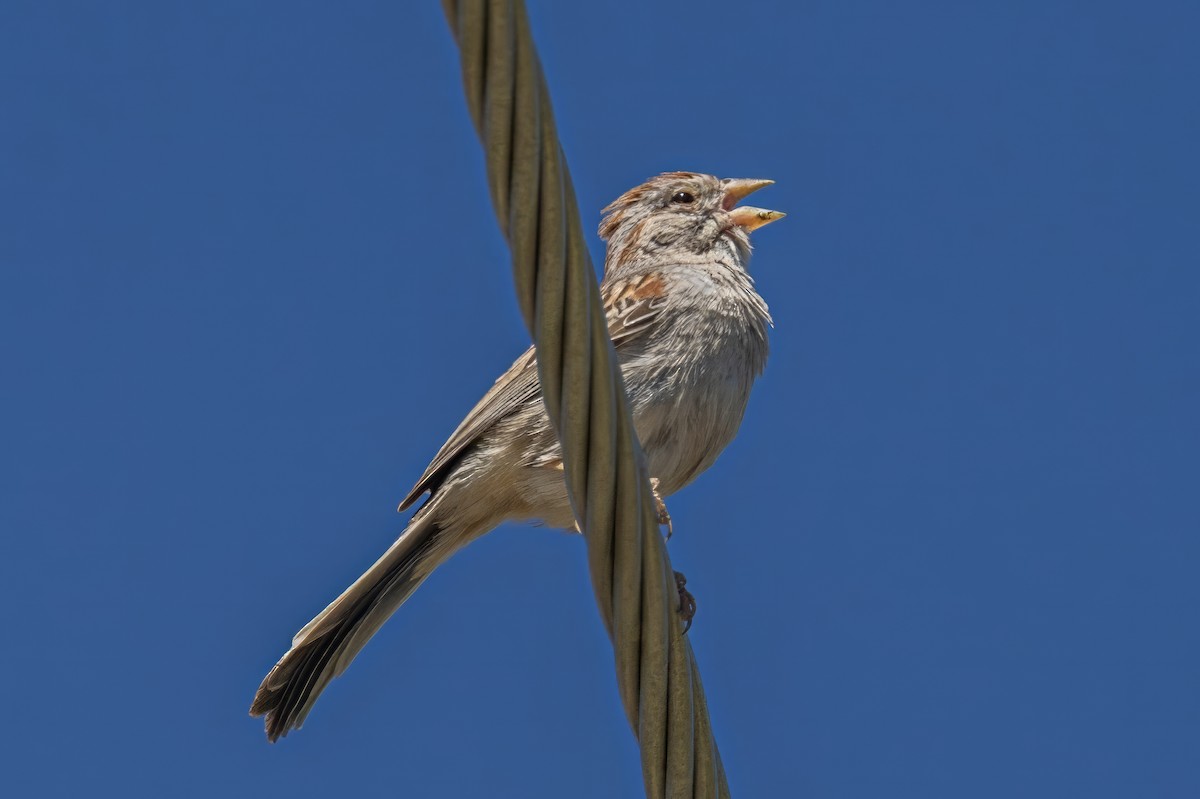 Rufous-winged Sparrow - ML619998471