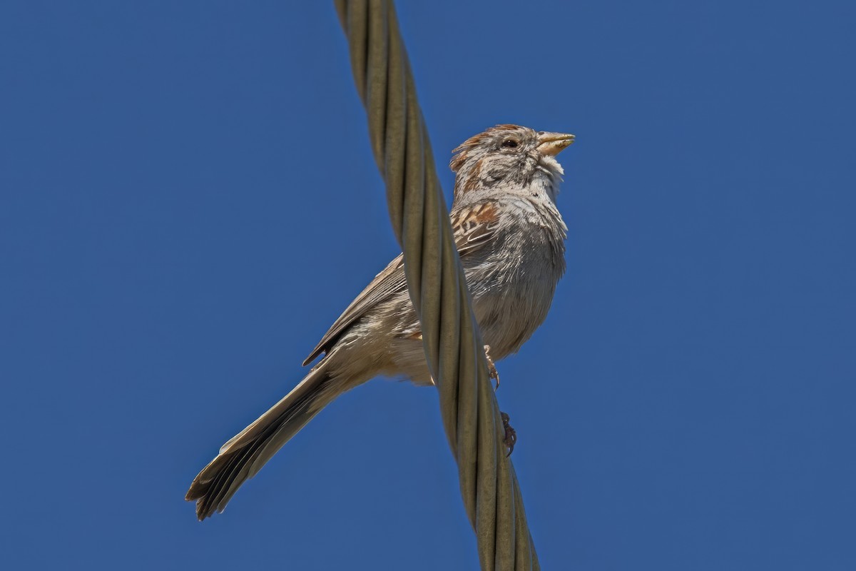 Rufous-winged Sparrow - ML619998477