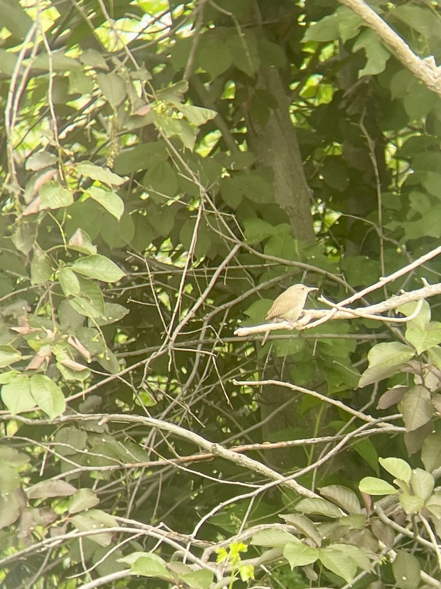 House Wren - ML619998479