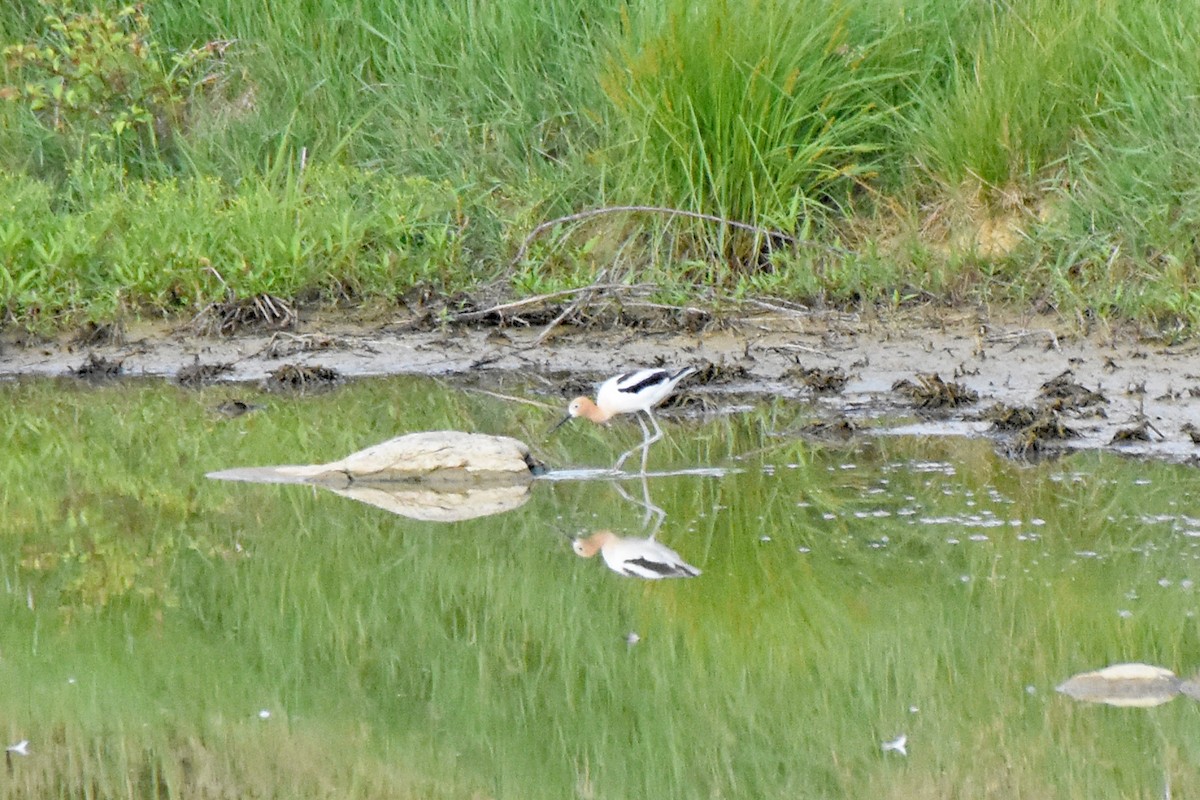 Avoceta Americana - ML619998483