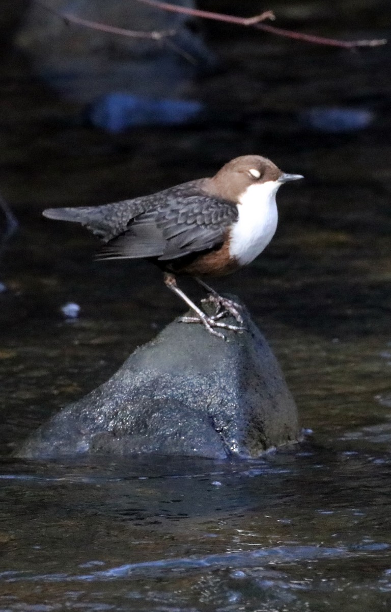 White-throated Dipper - ML619998494