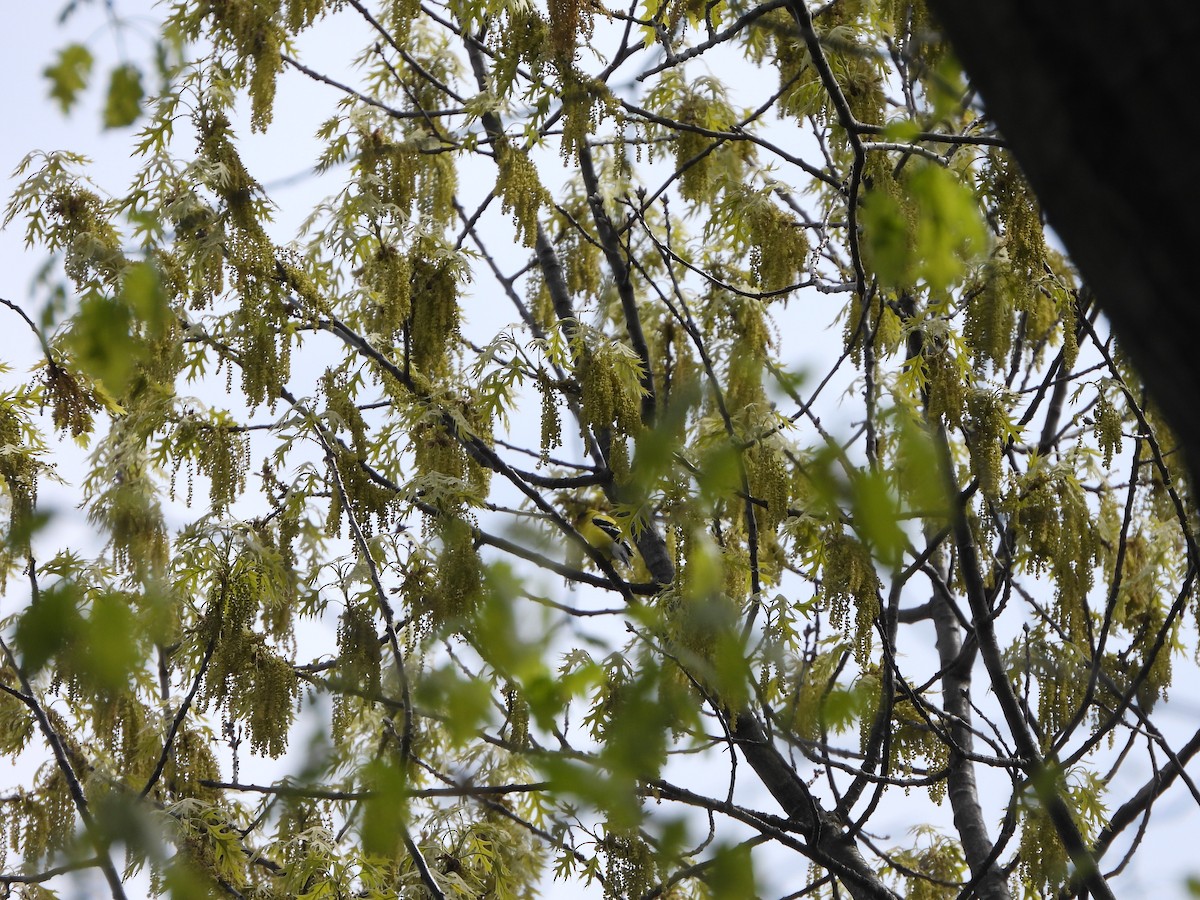 American Goldfinch - ML619998502