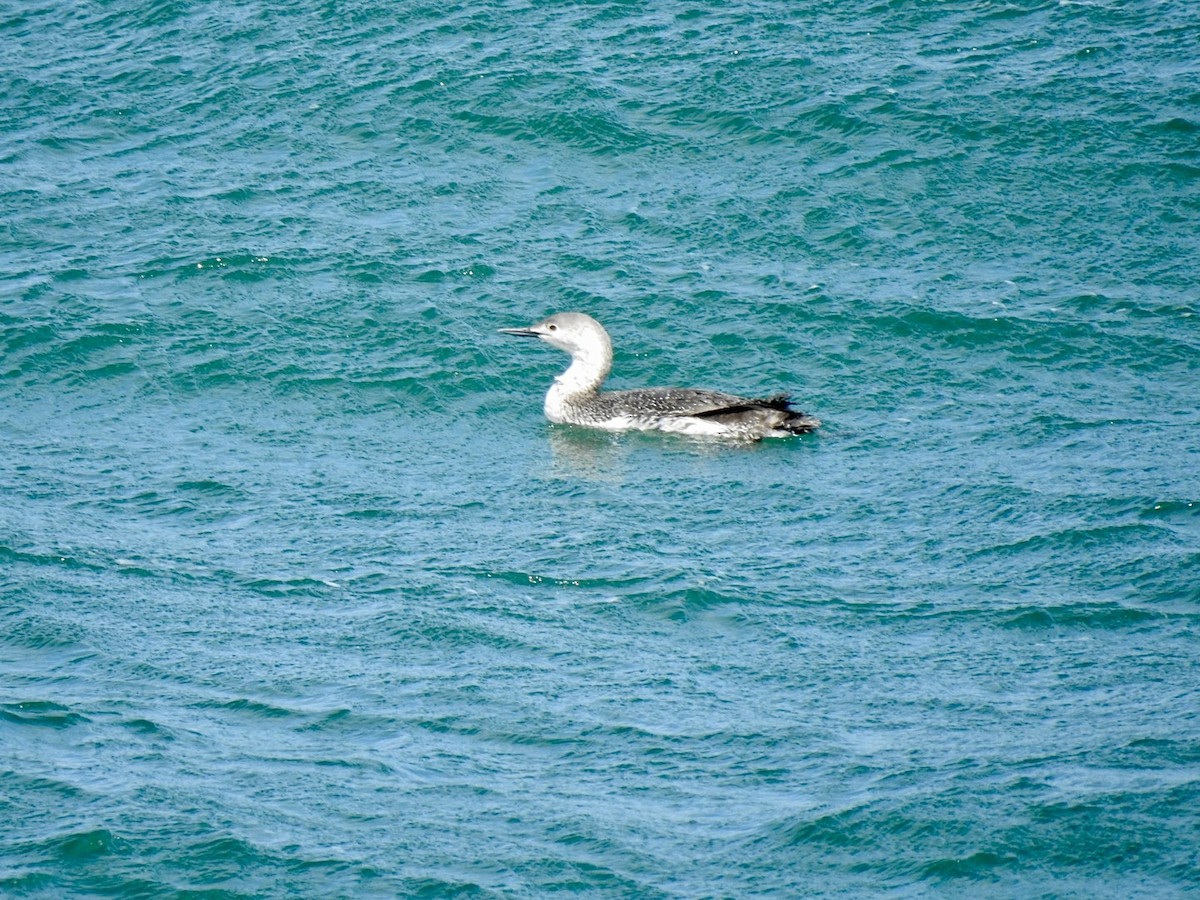 Red-throated Loon - ML619998504