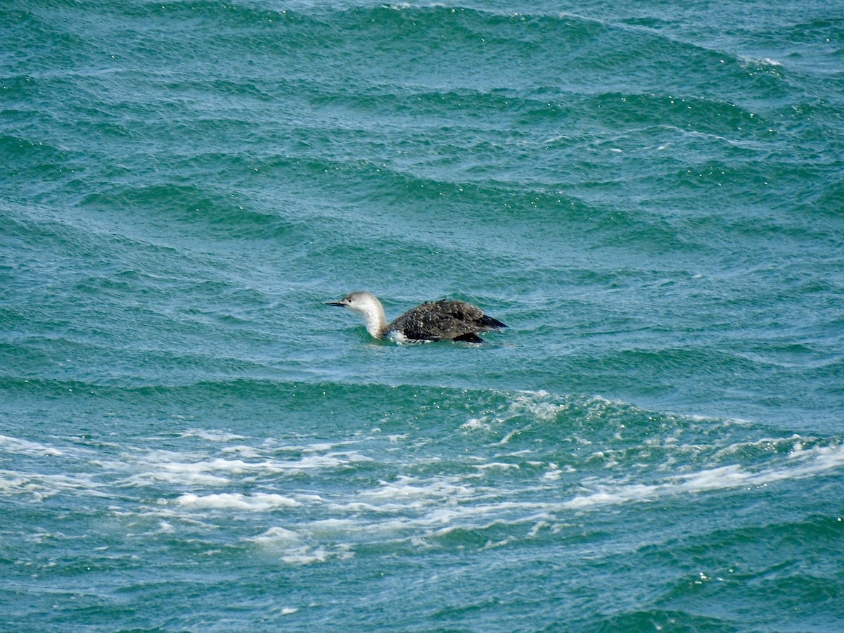 Red-throated Loon - ML619998506