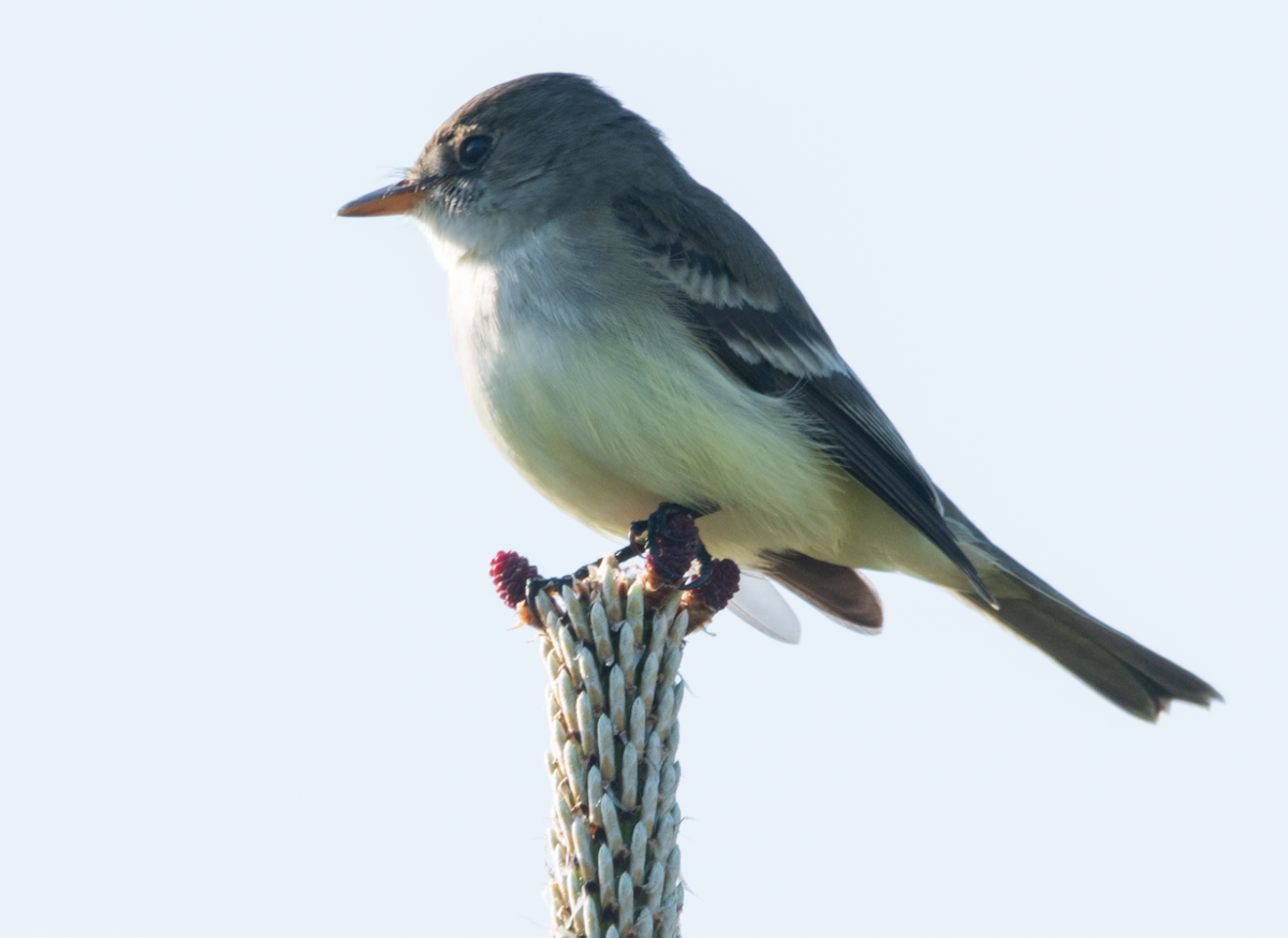 Eastern Phoebe - ML619998510