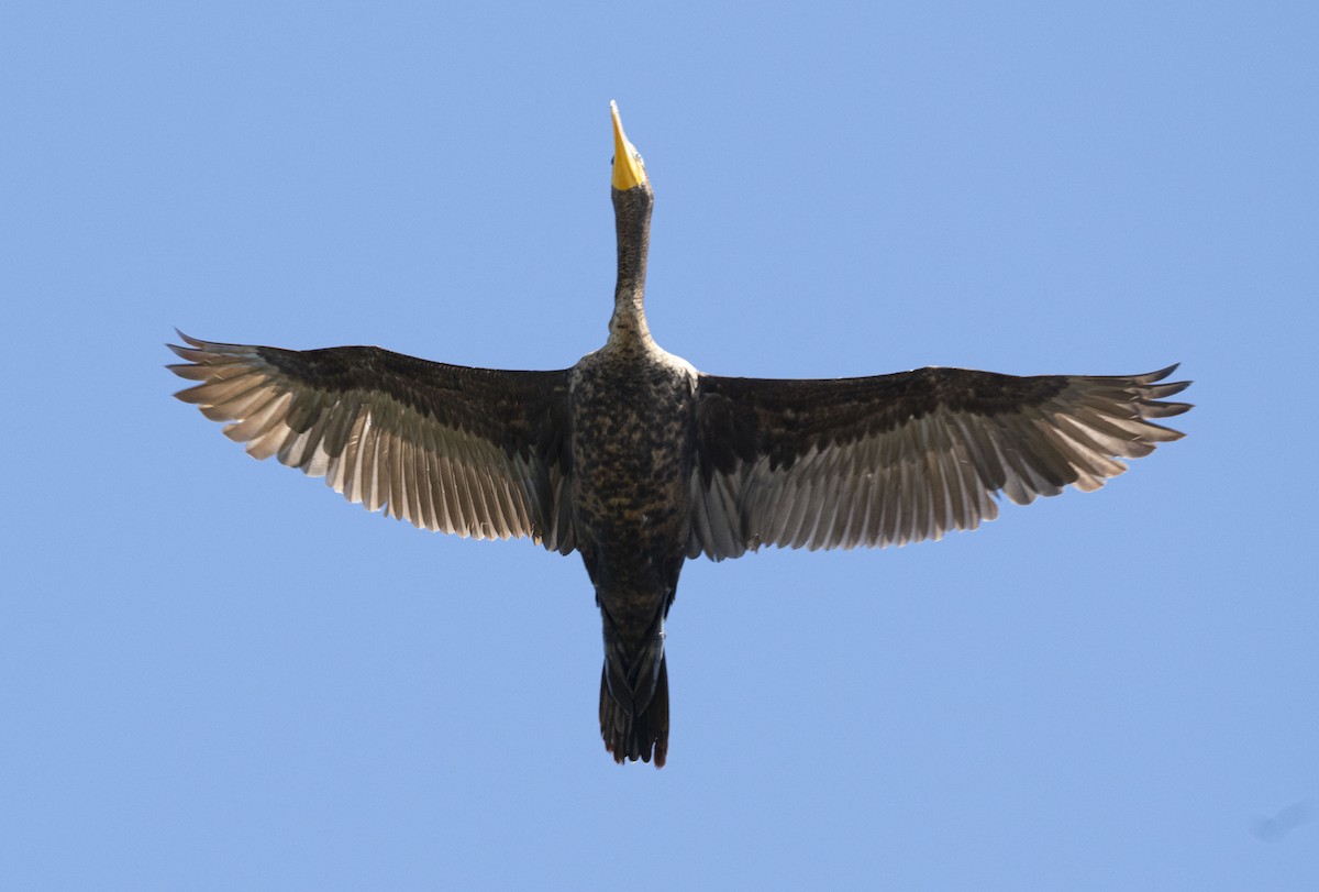 Double-crested Cormorant - ML619998517