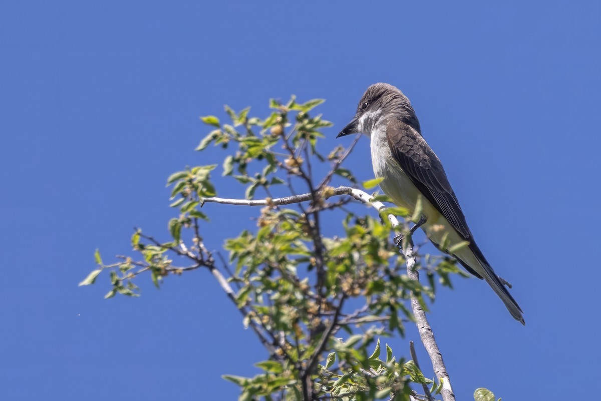 Thick-billed Kingbird - ML619998519