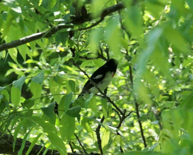 Rose-breasted Grosbeak - ML619998521