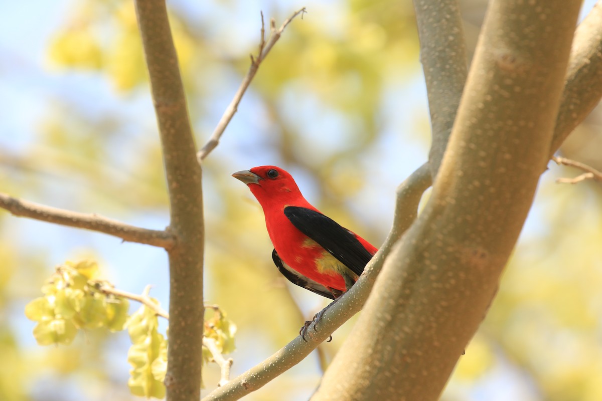 Scarlet Tanager - ML619998540