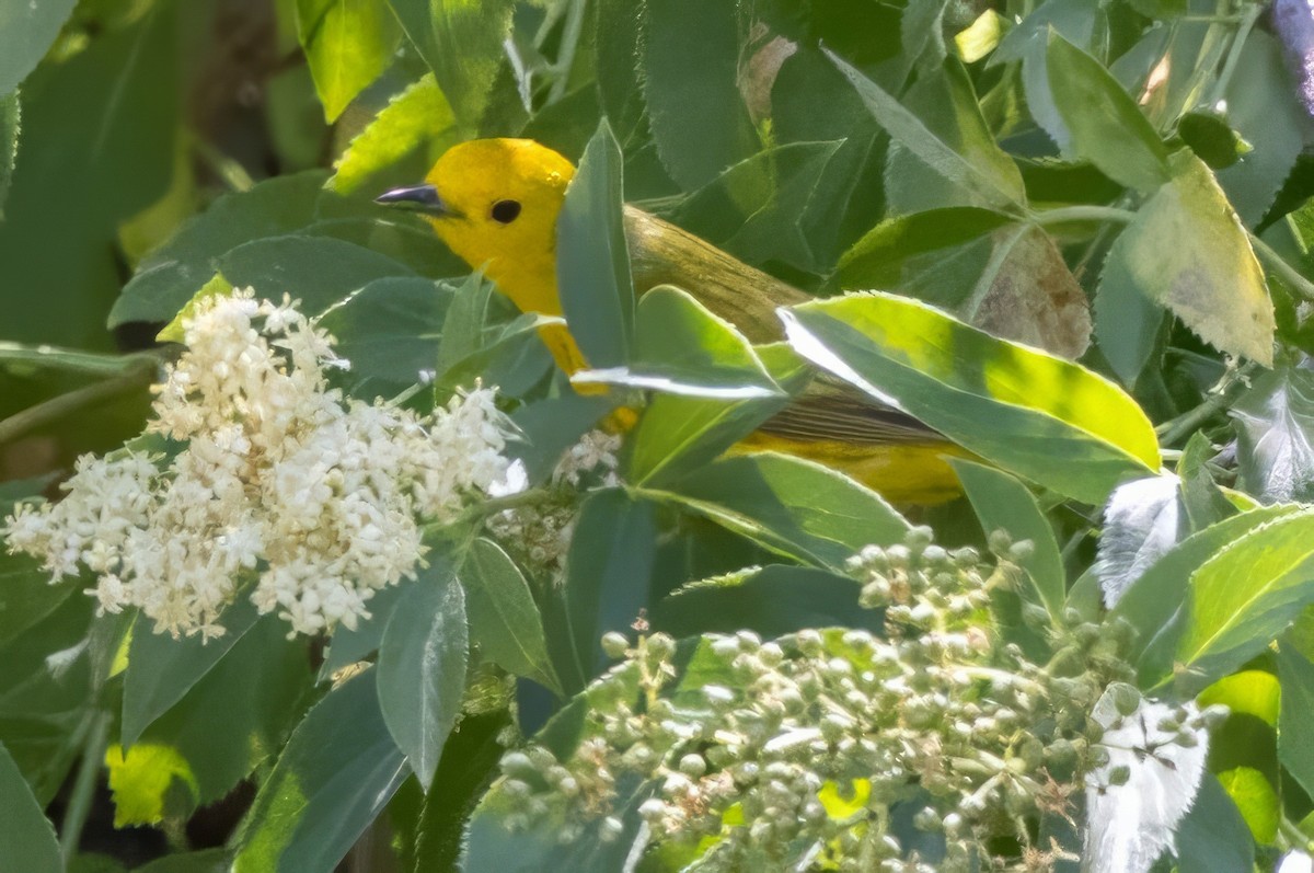 Yellow Warbler - ML619998541