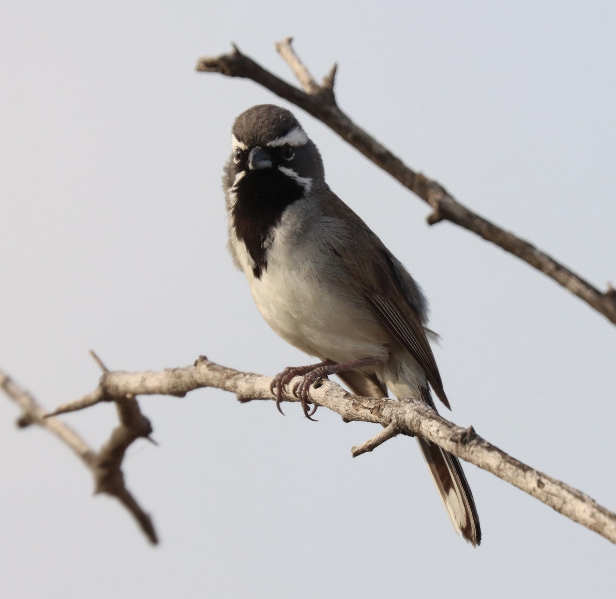 Black-throated Sparrow - ML619998545