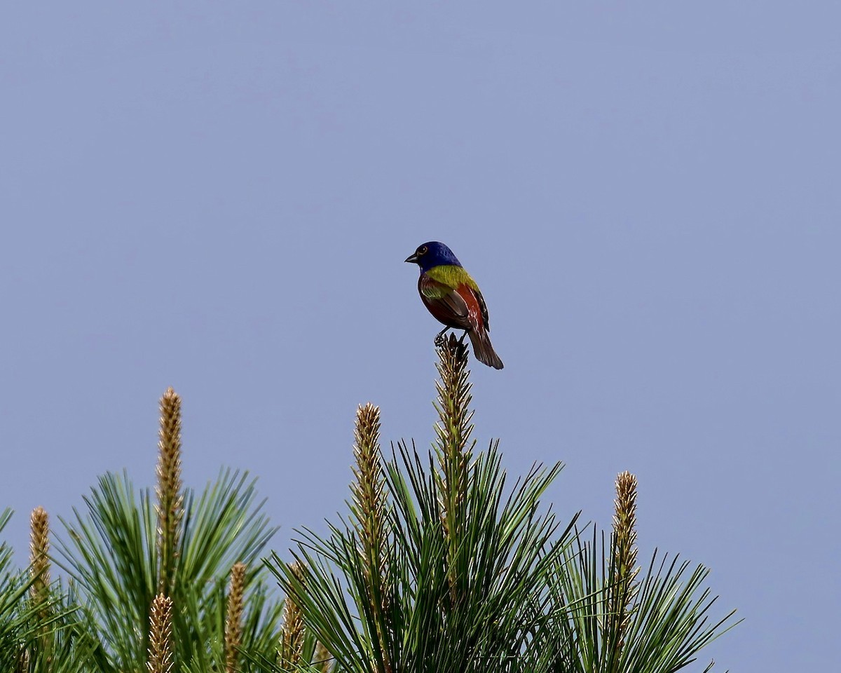 Painted Bunting - ML619998554