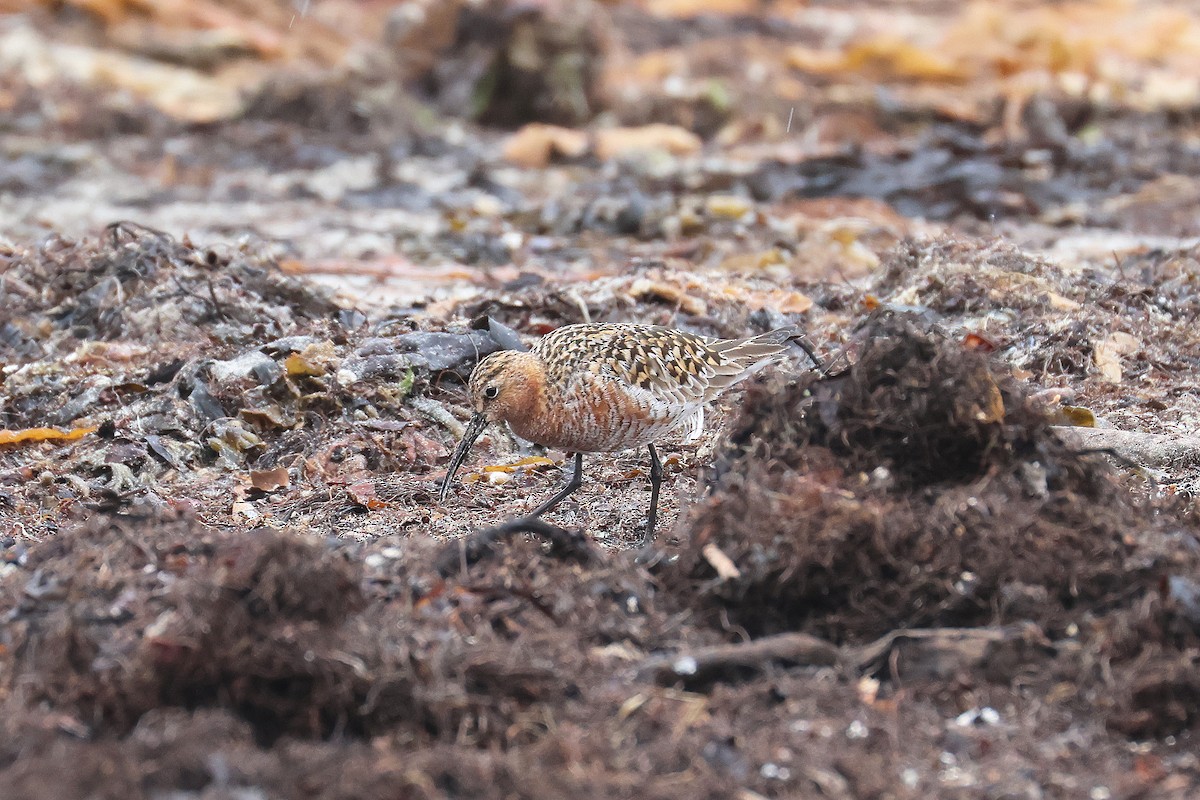 Curlew Sandpiper - ML619998563