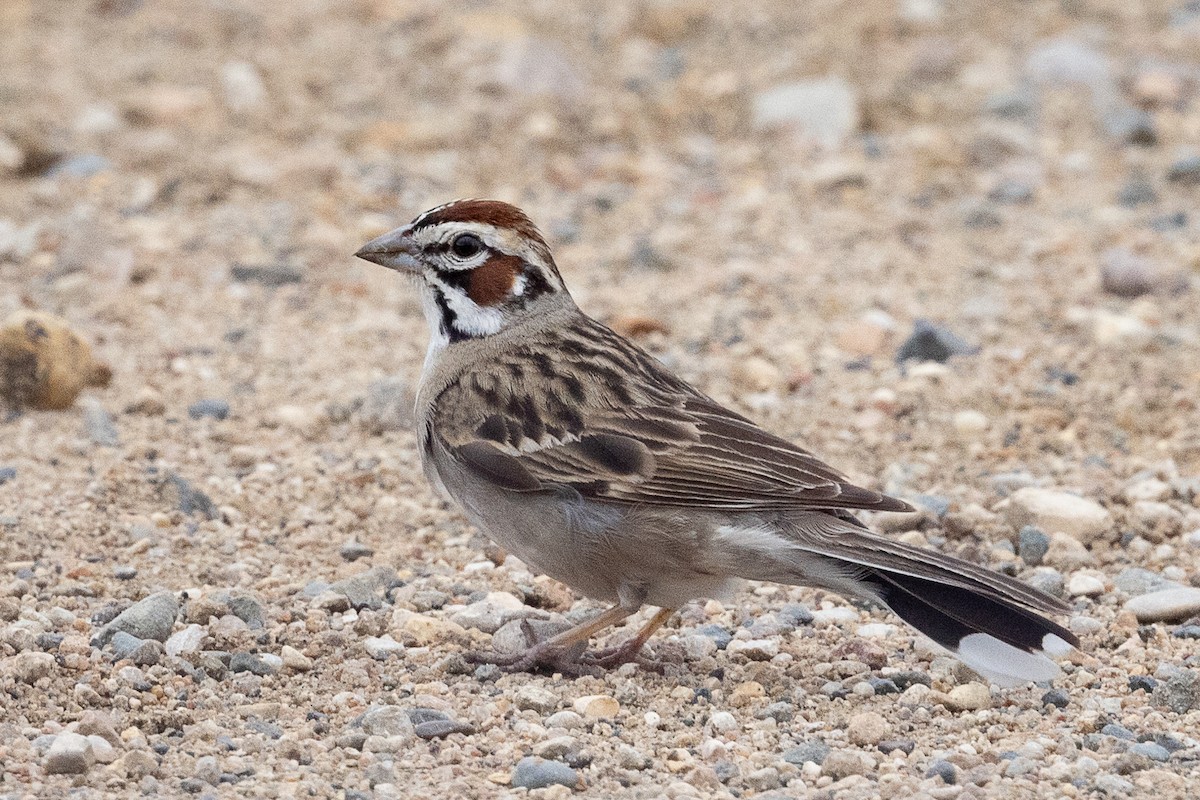 Lark Sparrow - ML619998565