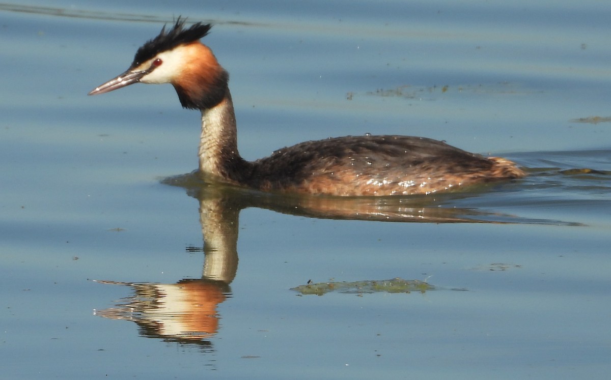 Great Crested Grebe - ML619998568