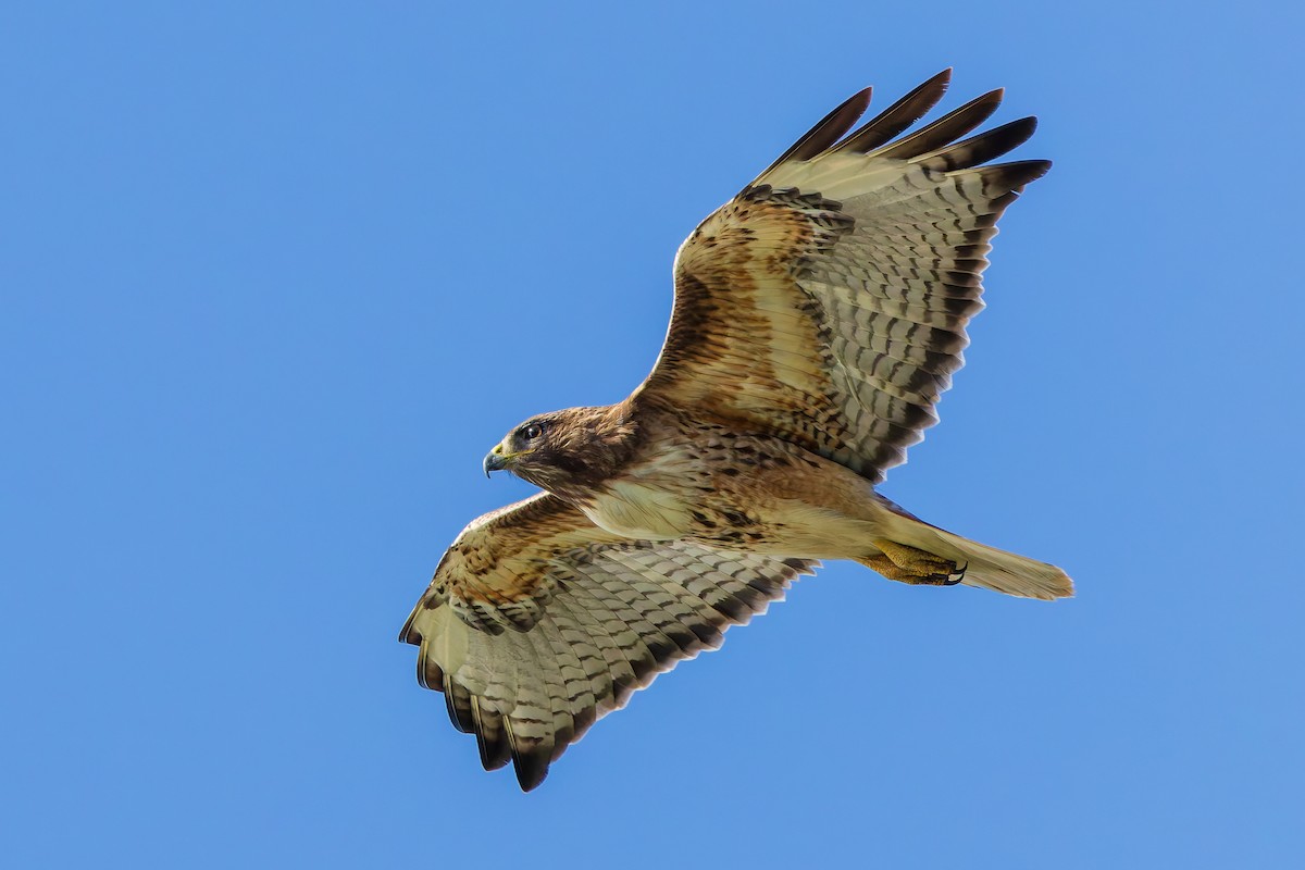 Red-tailed Hawk - ML619998572