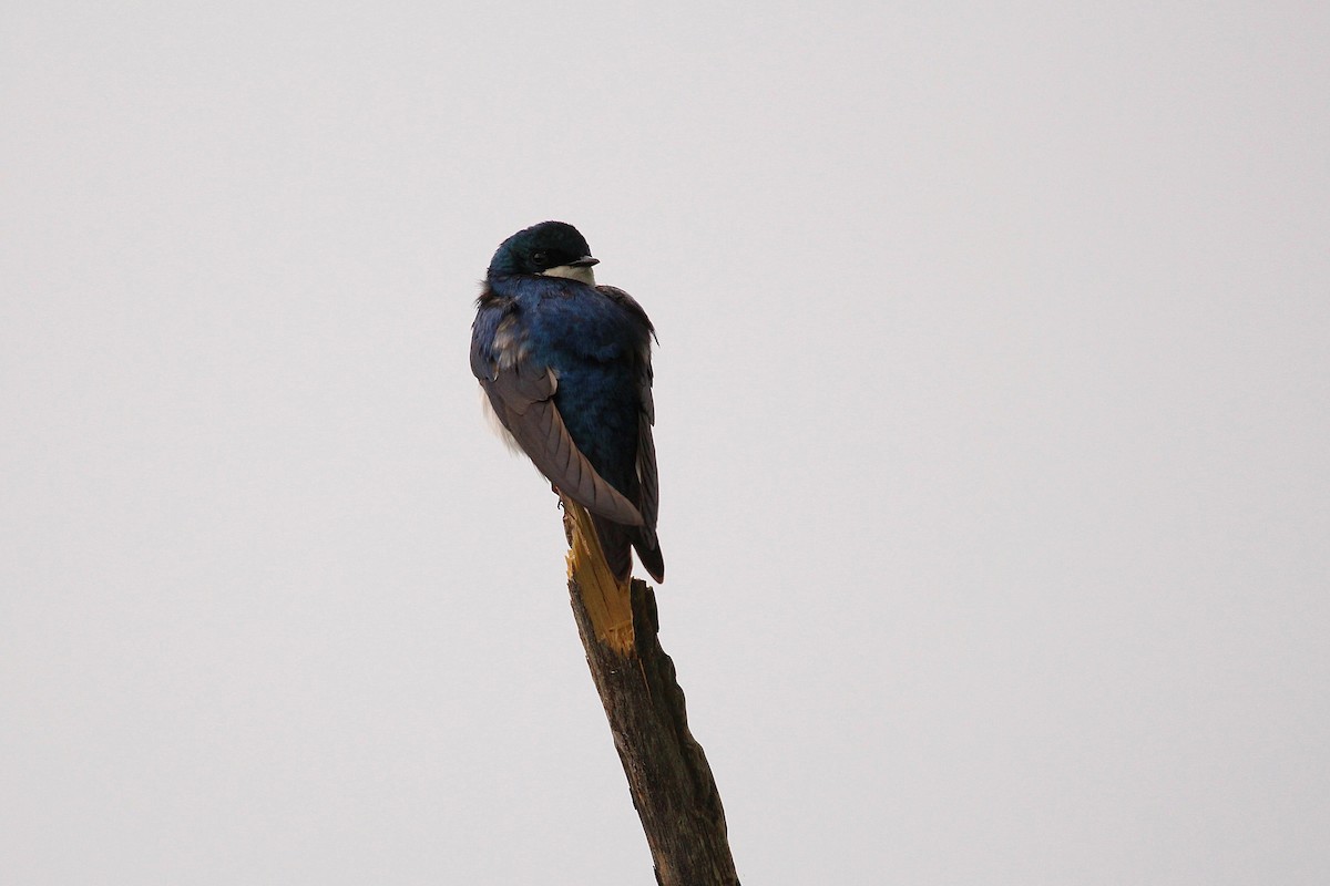 Tree Swallow - ML619998573