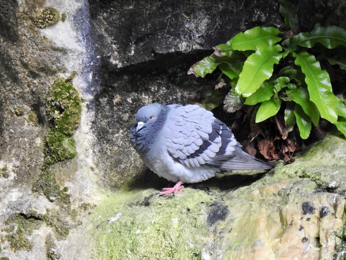 Rock Pigeon (Wild type) - ML619998578