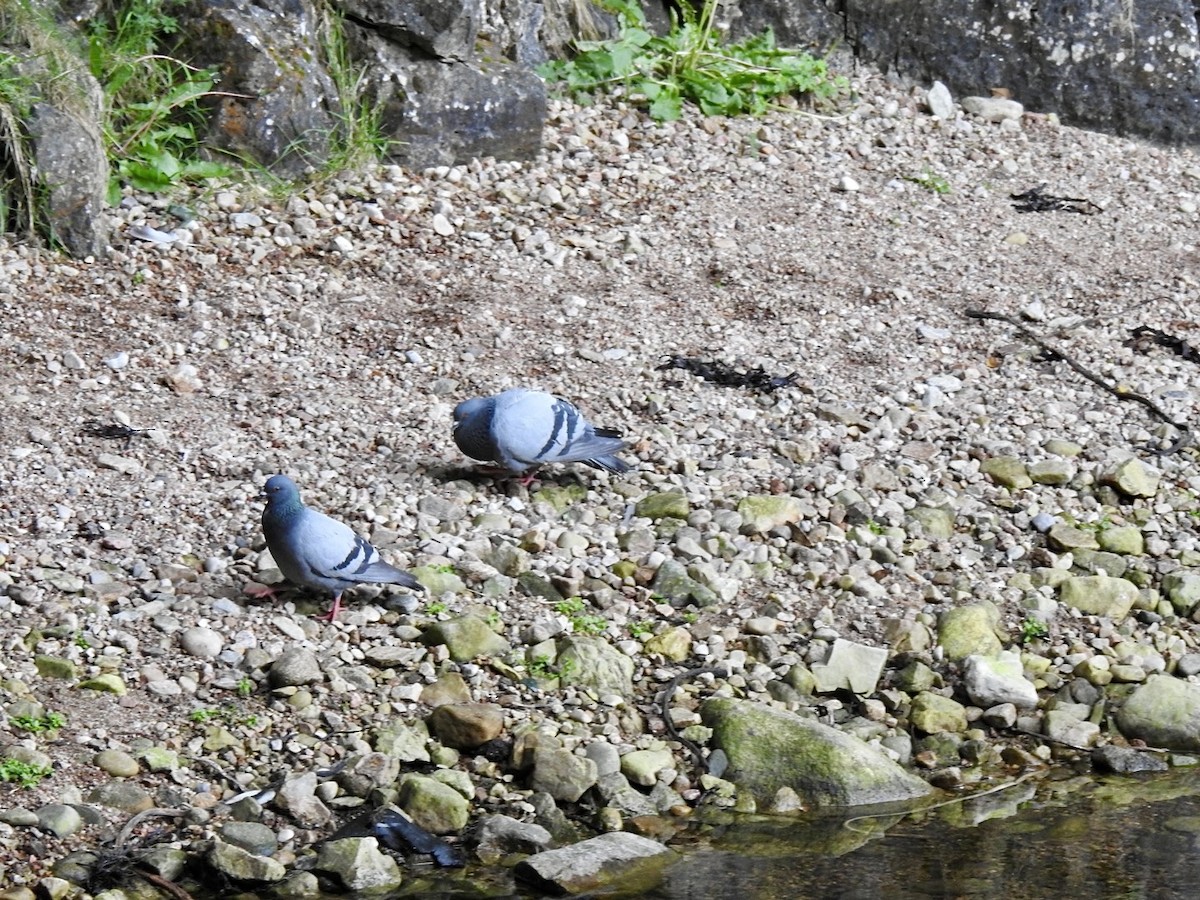 Rock Pigeon (Wild type) - ML619998579