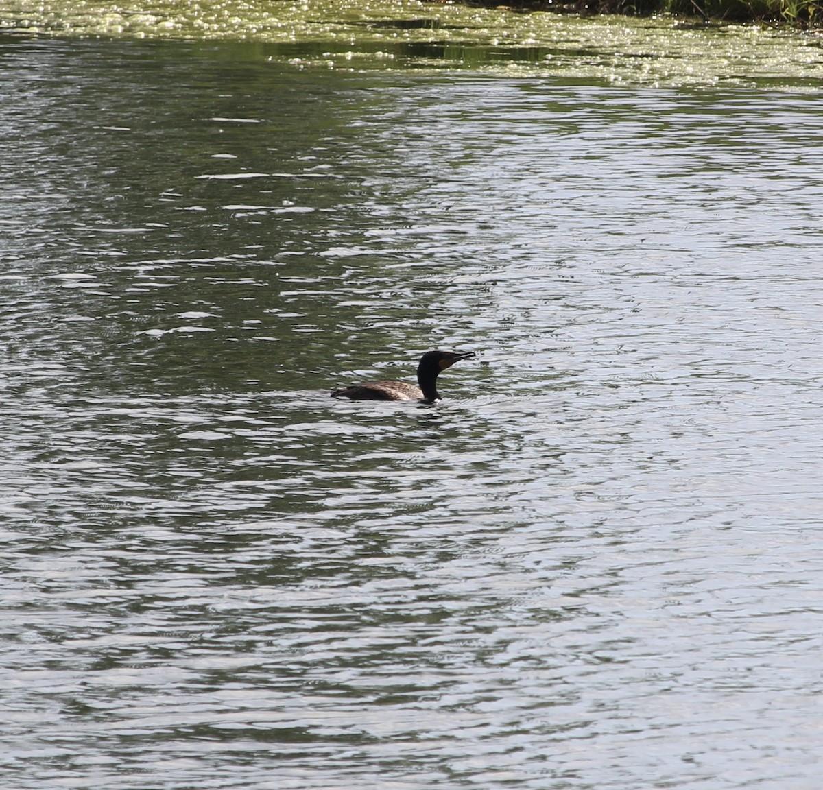 Double-crested Cormorant - ML619998581