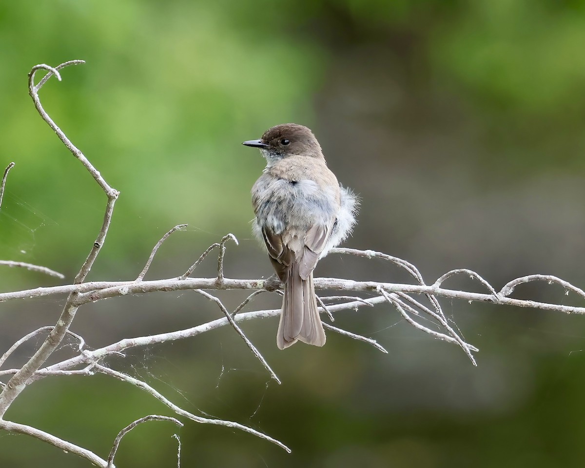 Eastern Phoebe - ML619998583