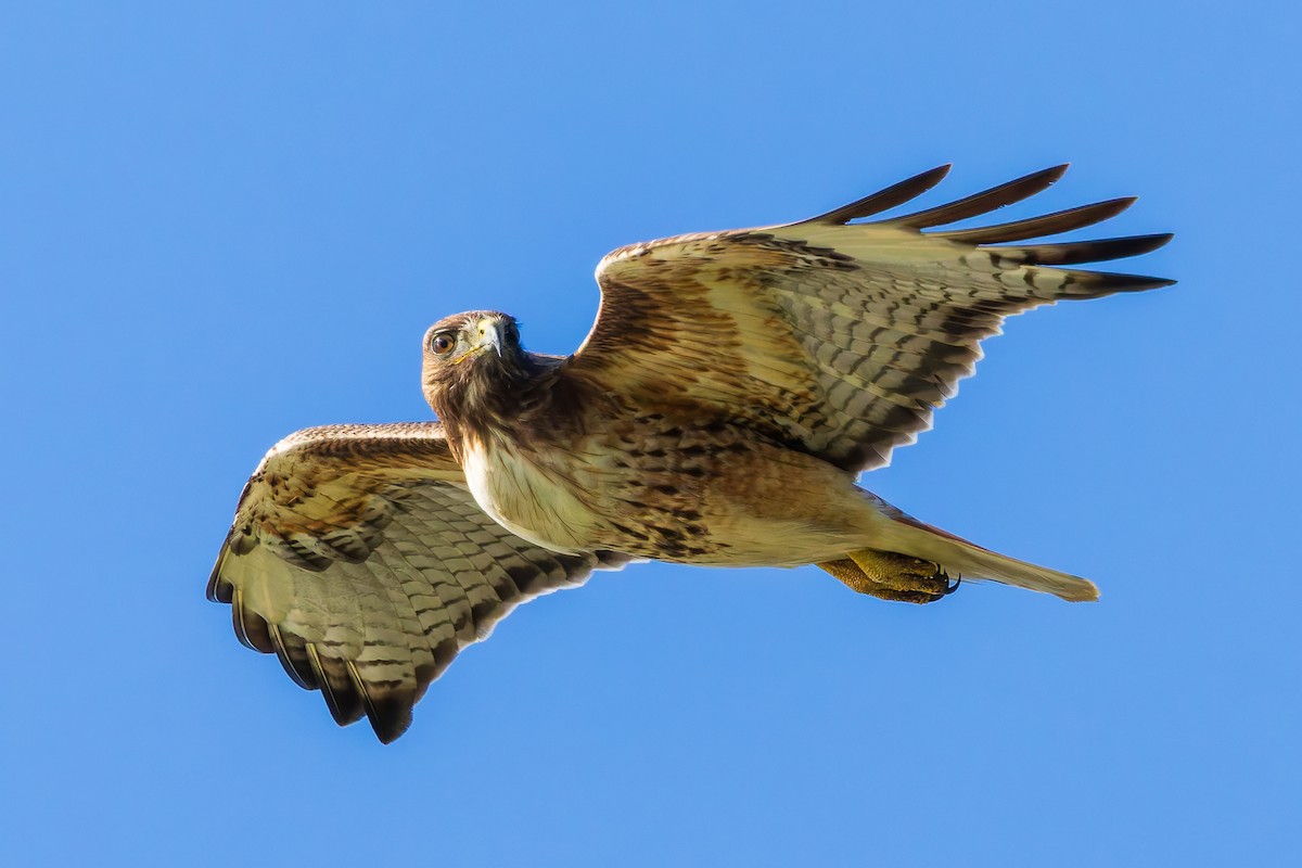 Red-tailed Hawk - ML619998585