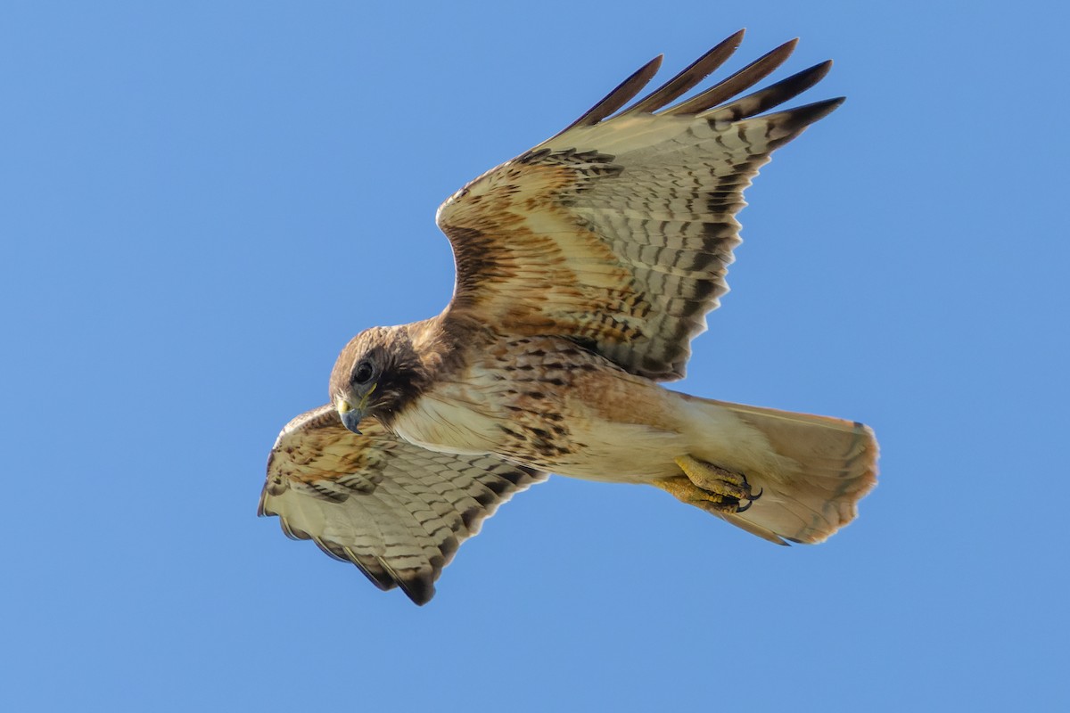 Red-tailed Hawk - ML619998586
