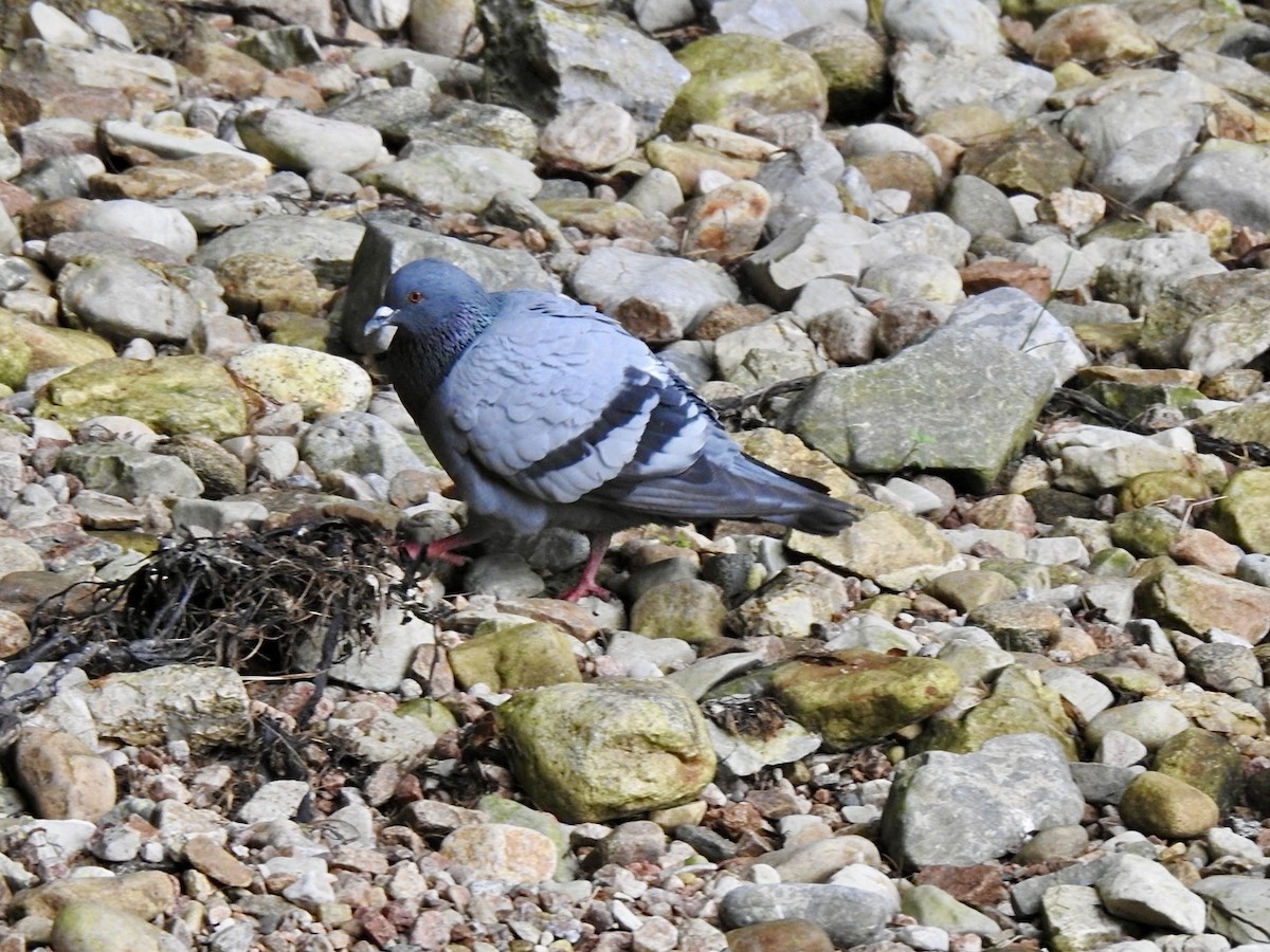 Rock Pigeon (Wild type) - ML619998602