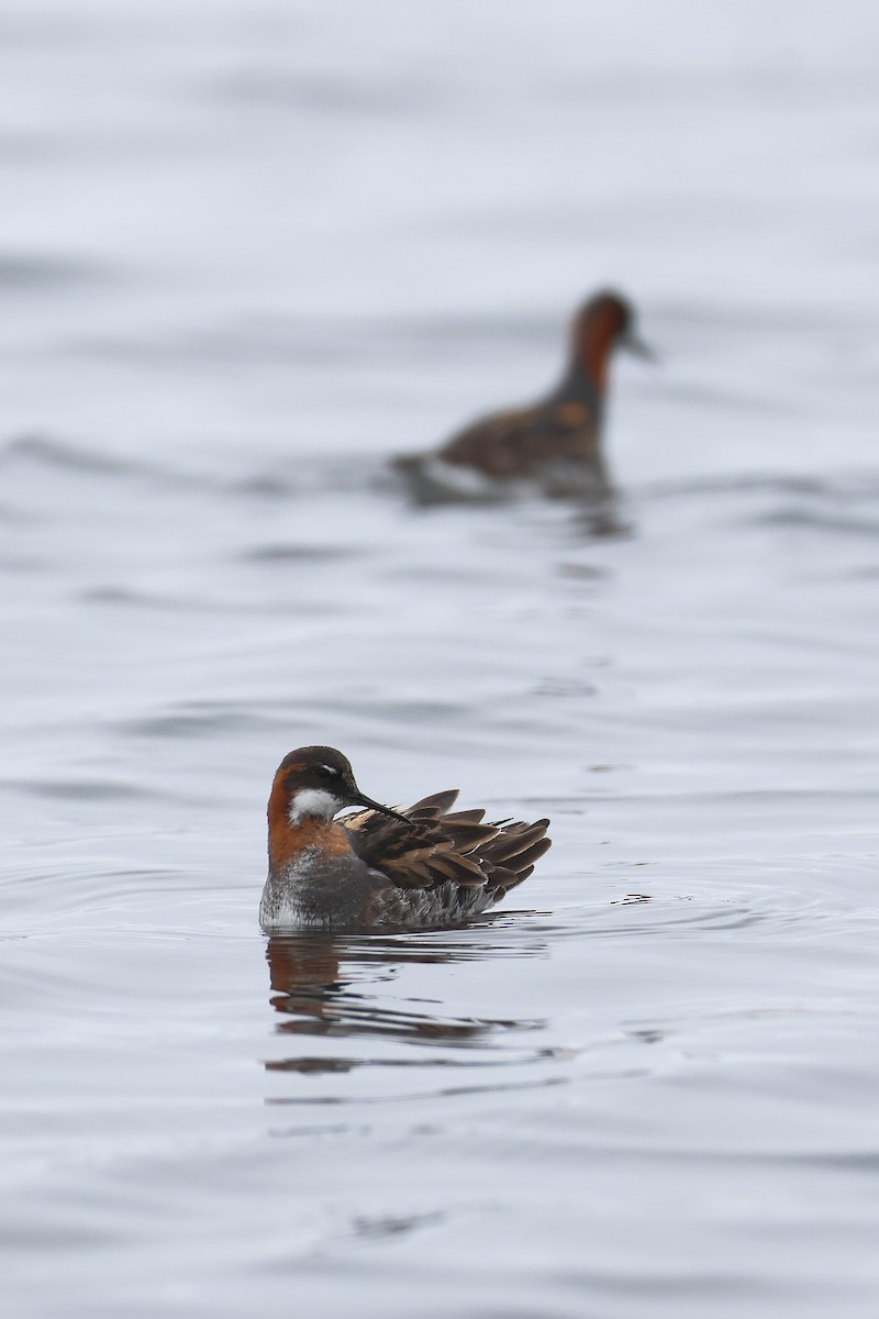 Phalarope à bec étroit - ML619998609