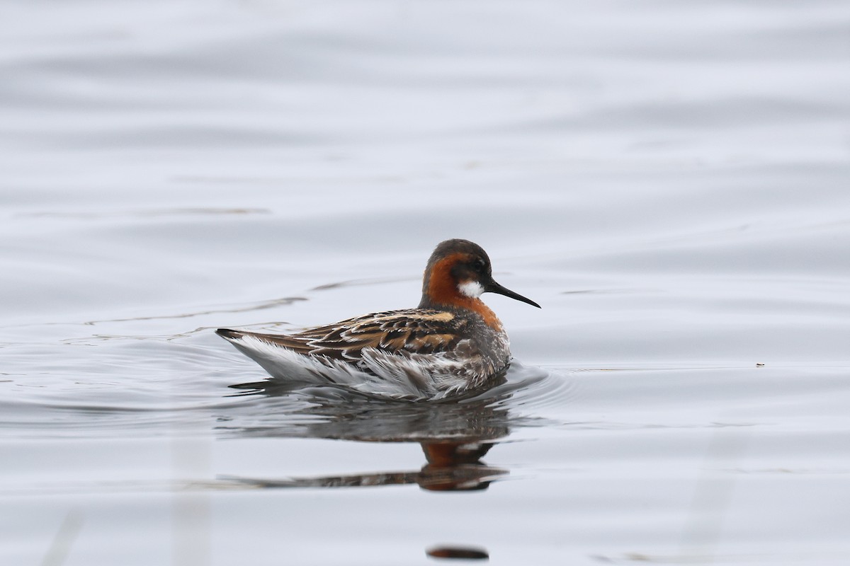 Phalarope à bec étroit - ML619998610