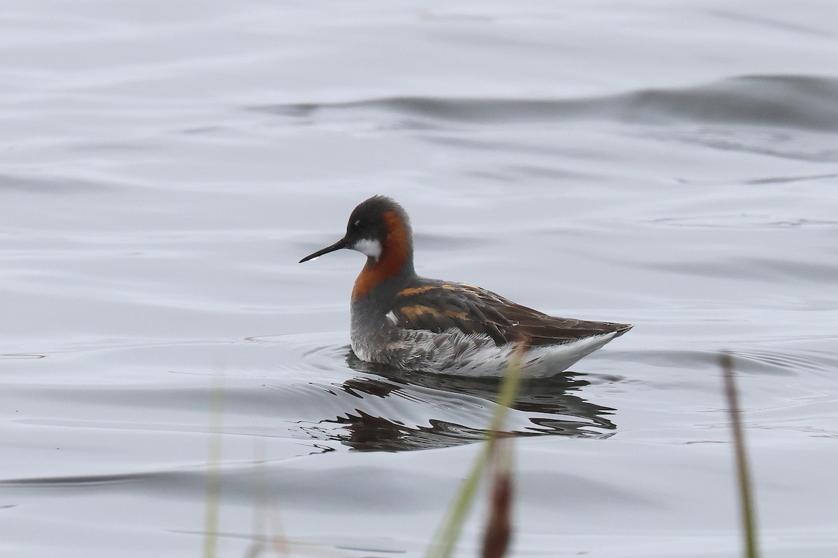 Phalarope à bec étroit - ML619998611