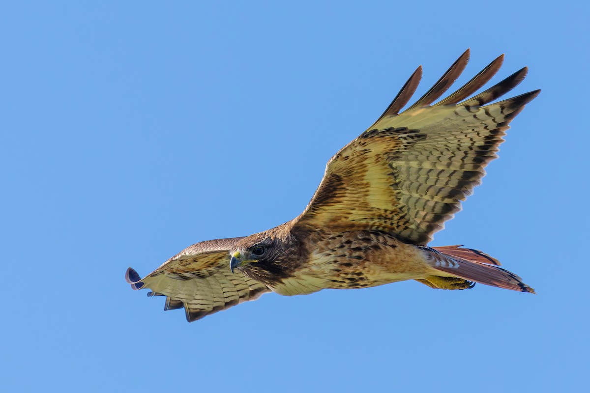 Red-tailed Hawk - ML619998613