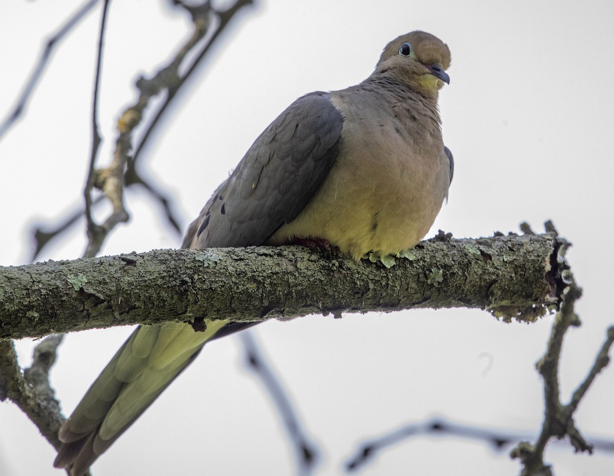 Mourning Dove - ML619998614