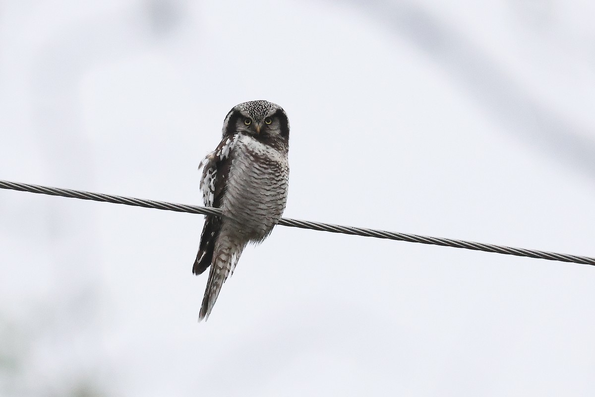 Northern Hawk Owl - ML619998629