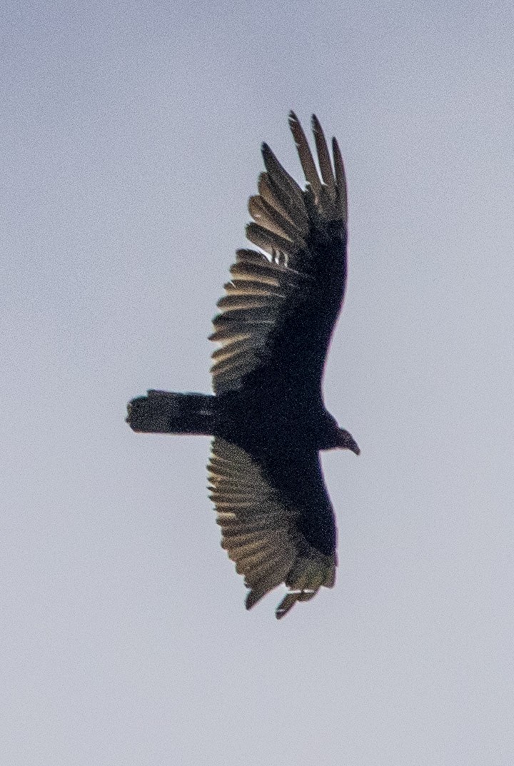 Turkey Vulture - ML619998641