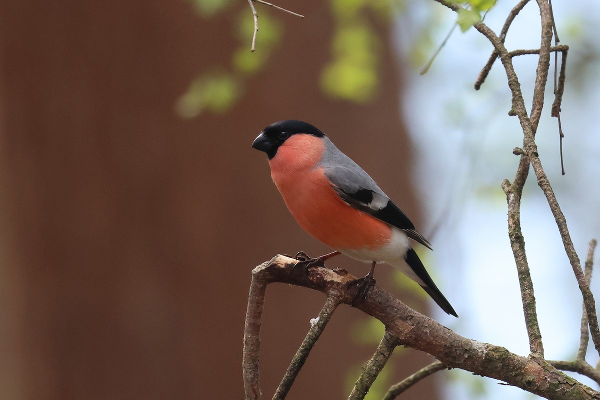 Eurasian Bullfinch - ML619998646