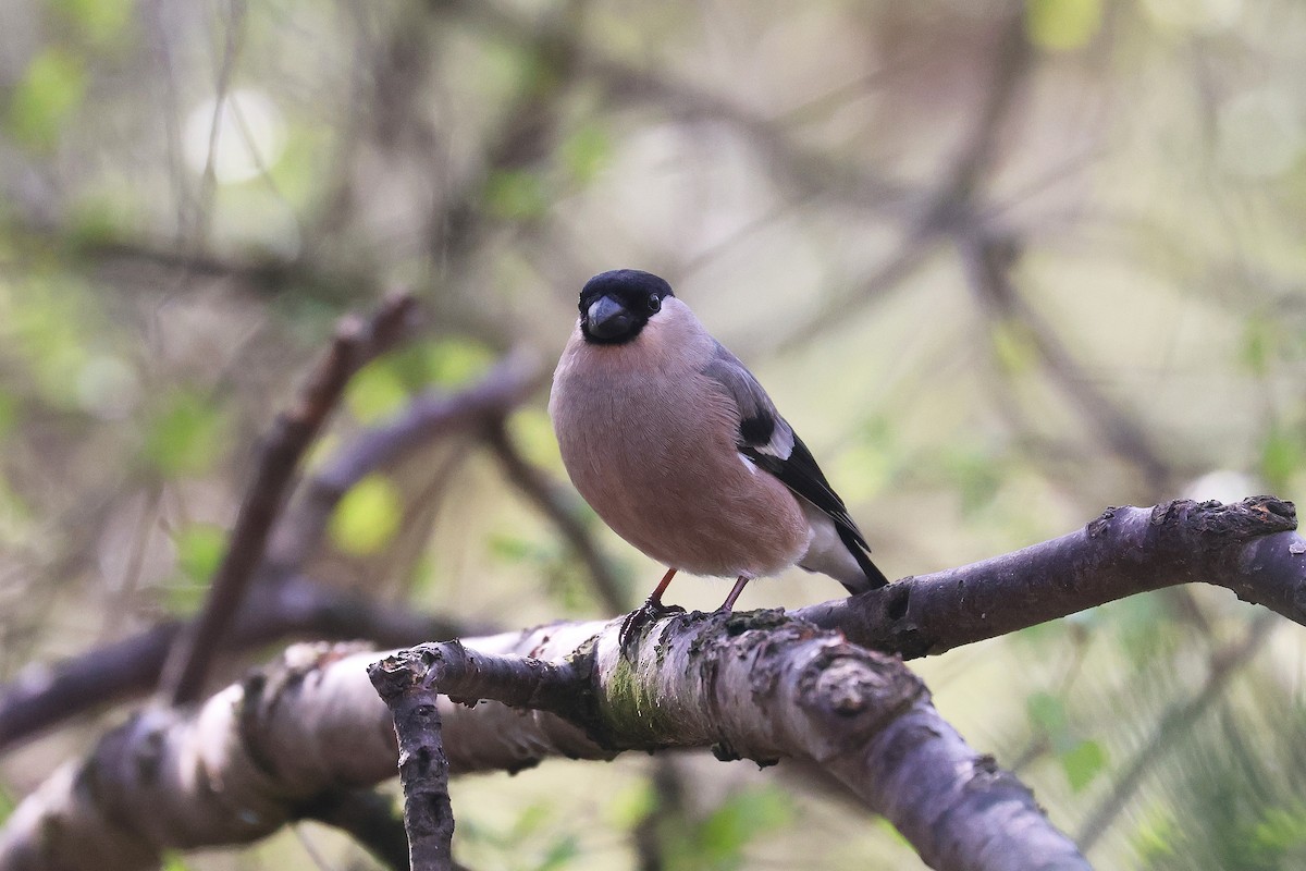 Eurasian Bullfinch - ML619998647