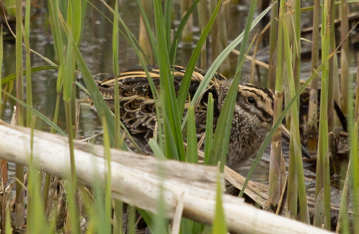 Jack Snipe - ML619998656