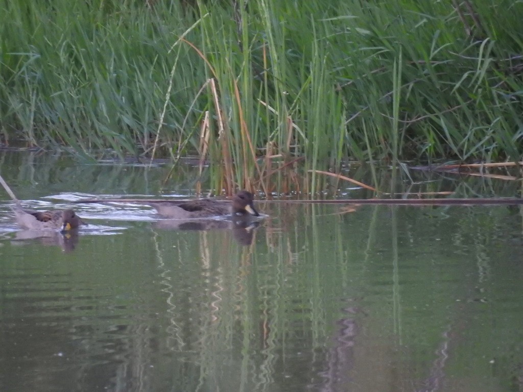 Yellow-billed Teal - ML619998657