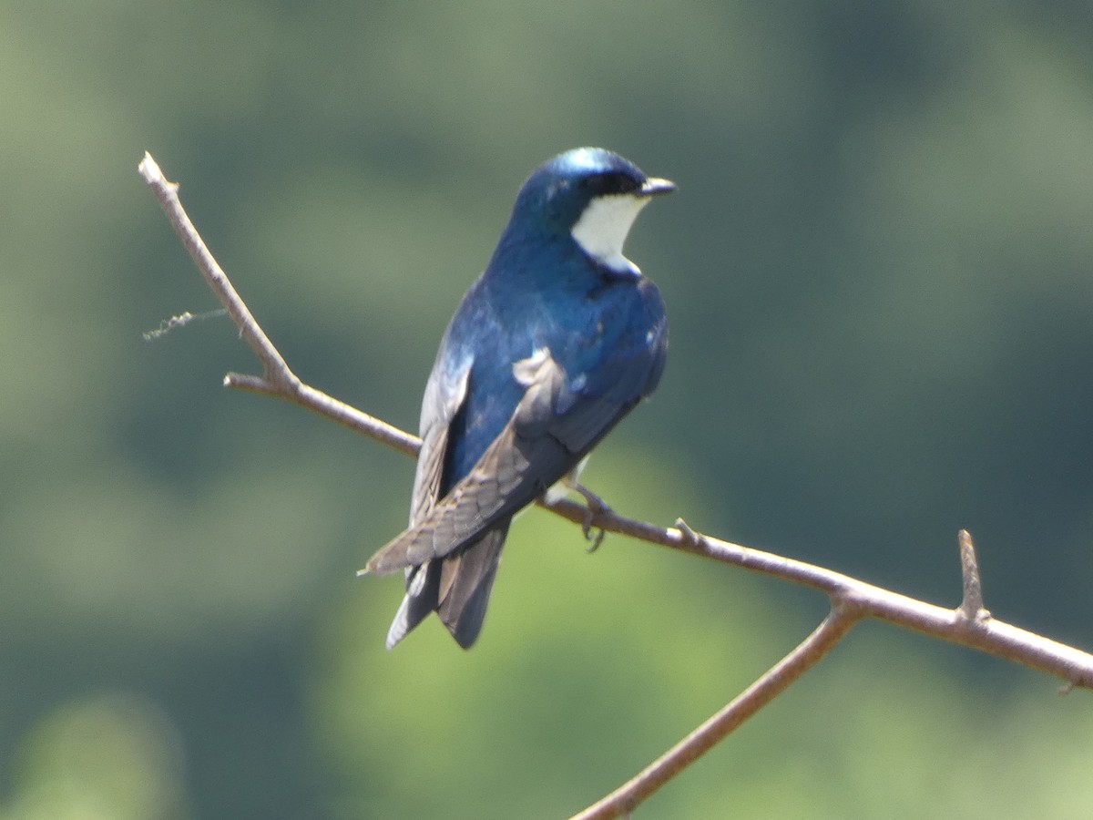 Golondrina Bicolor - ML619998663